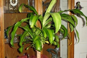 What is This Plant?